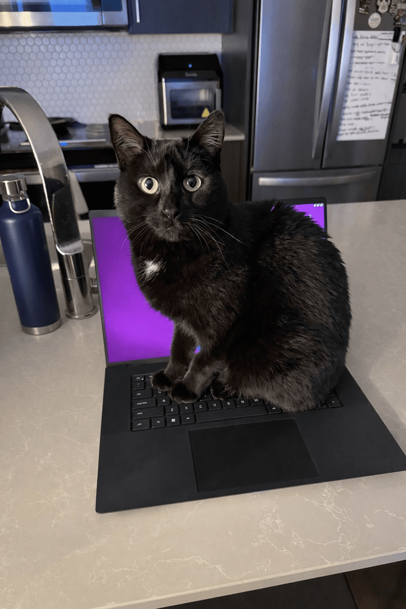 Jiji the black cat sitting on a laptop